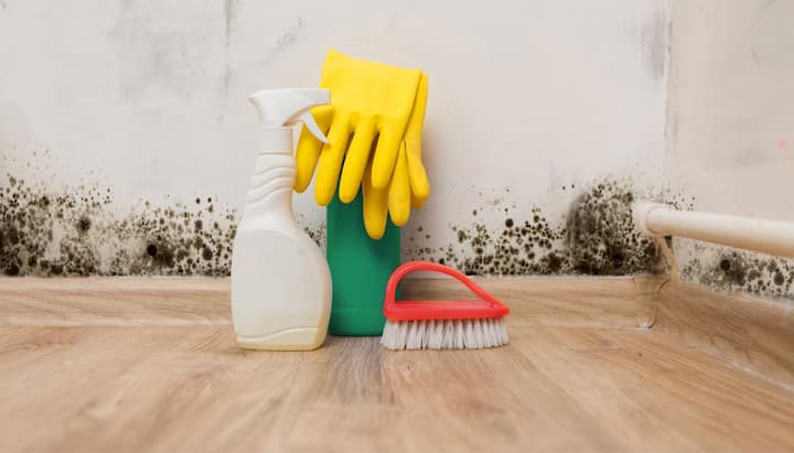 Know About Mold Removal In Spokane Valley