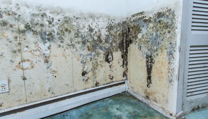 Mold Damage Odor Control Services in Spokane Valley